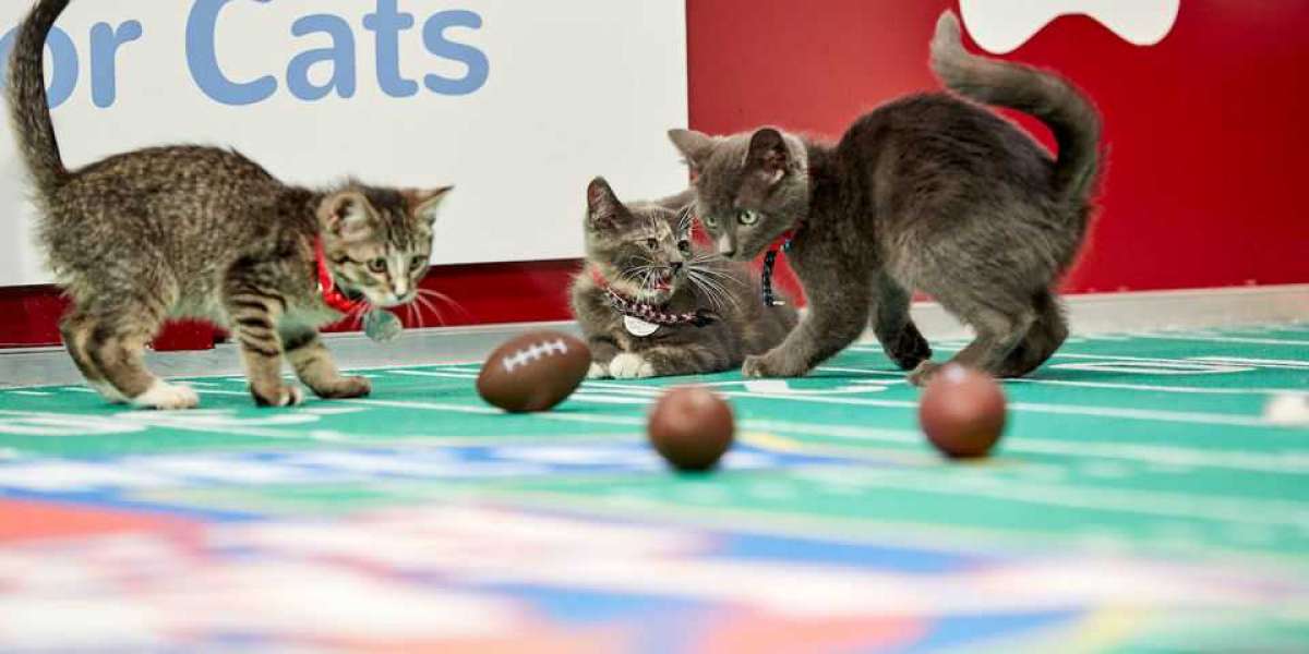 'Kitten Bowl' Eyes Moving To GAC Family After Hallmark Channel Cancellation